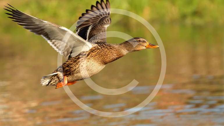 Waterfowl Hunting Season Announced!
